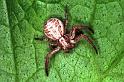 Xysticus_cristatus_RF0742_O_82_Les Gris_Frankrijk